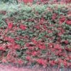 Pyracantha Coccinea Red Column Haie X 5