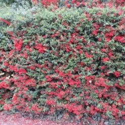 Pyracantha Coccinea Red Column Haie X 5
