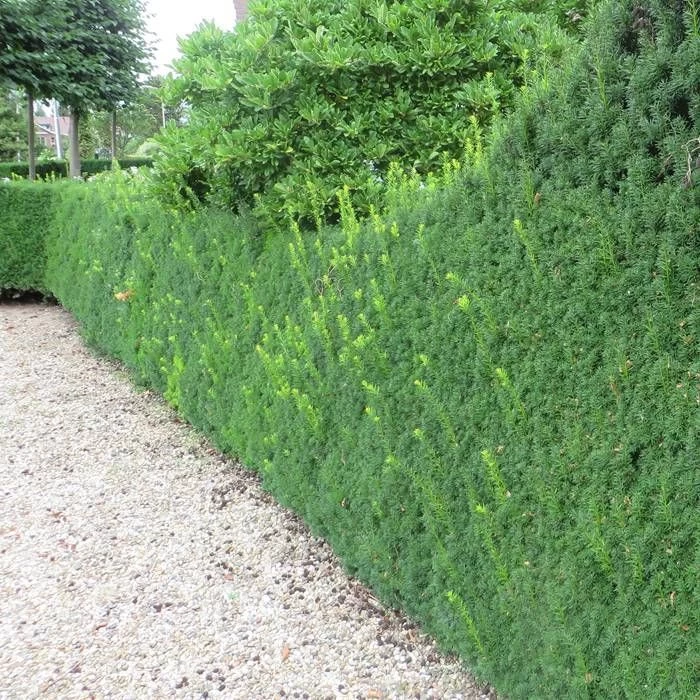 Taxus Media Hicksii Haie X 5 1 Taxus Media Hicksii Haie X 5