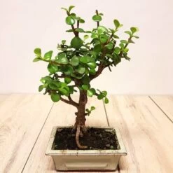 Bonsai Jade Broom 15 Cm