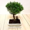 Bonsaï Ilex 9 Ans