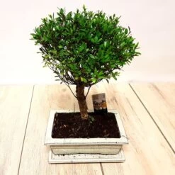Bonsaï Ilex 9 Ans