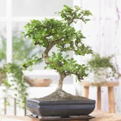 Bonsai Carmona S 25 Cm Pot