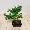 Bonsaï Ilex 15 Cm Pot - 1 Arbre