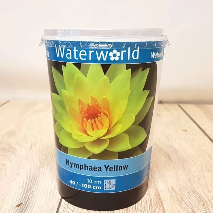 Nymphaea Yellow 1 Nymphaea Yellow