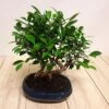 Bonsai Ficus Forest 25 Cm Pot