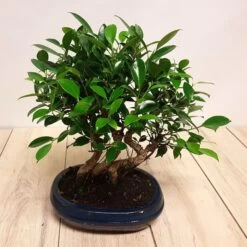 Bonsai Ficus Forest 25 Cm Pot