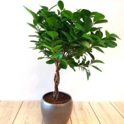 Ficus (microcarpa) 'Moclame' Op Stam P1