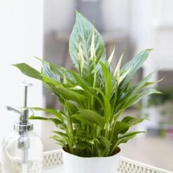 Spathiphyllum Cupido Silver