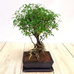Bonsai Ilex Racines Exposées