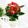 Anthurium Red 14 Cm