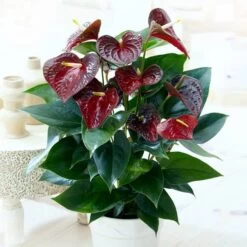 Anthurium Otazu Brun 14 Cm