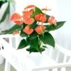 Anthurium Prince Orange 14 Cm