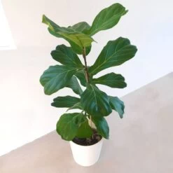 Nouvelles Arrivées 3 Ficus Lyrata