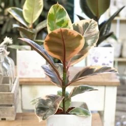 Ficus Elastica Belize P23
