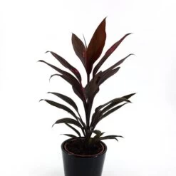 Cordyline Fruticosa Mambo 13cm Pot