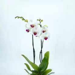 Phalaenopsis Blanche