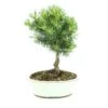 Bonsaï Pinus Broom 20 Cm