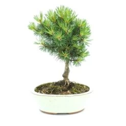 Bonsaï Pinus Broom 20 Cm