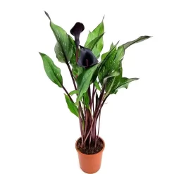 Zantedeschia Noir Pot De 13 Cm