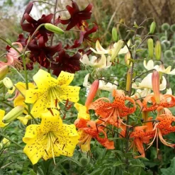 Mélange De Lys Tigrés