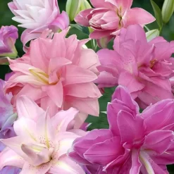 Lys Orientaux Lotus Mélangé 12/14