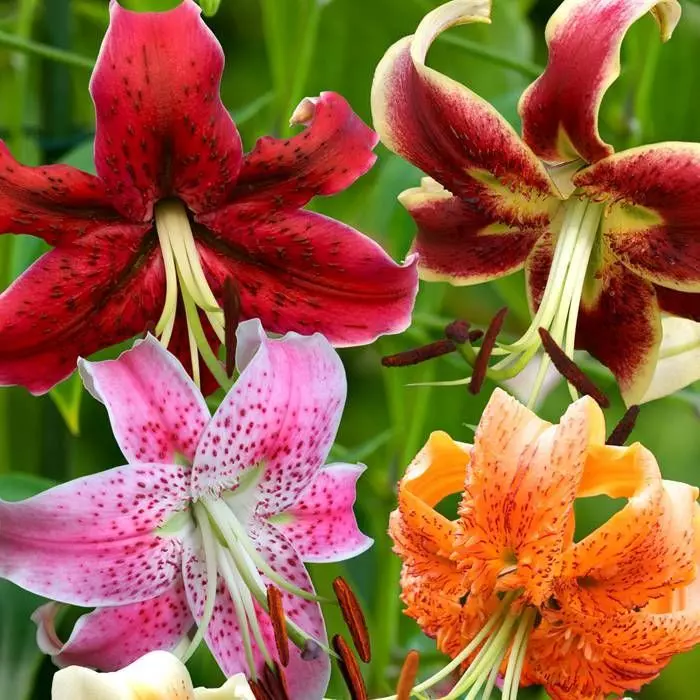 Melange Lis D'espèces 12/14 1 Melange Lis D'espèces 12/14