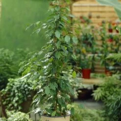 Ficus Benjamina Danita