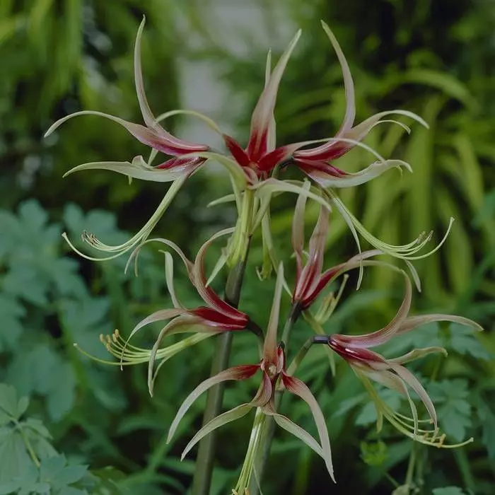 Plantes Vertes Soldes -Plantes Vertes Soldes fd22556wh jpg