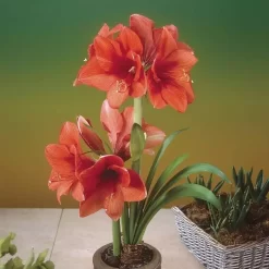 Hippeastrum Gold Medal 36/38