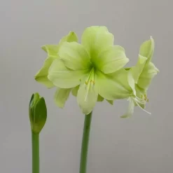 Amaryllis Fantasy 36/38