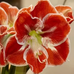 Hippeastrum Samba 38/40