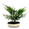 Bonsaï Juniperus 20 Cm