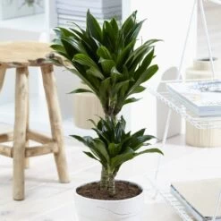 Dracaena Janet Graig 21 Cm Pot