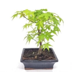 Bonsai Acer Palmatum Green 20 Cm Pot
