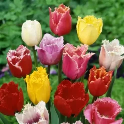 Tulip Fringed Mix 11/12 Cm