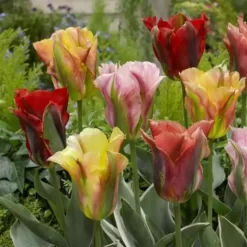 Tulip Viridiflora Mix 11/12 Cm