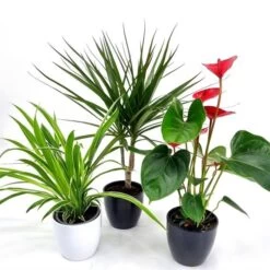 Plantes Collection - Anthurium Purificatrices D'air