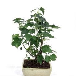 Bonsai Liquidambar Pot 20 Cm