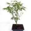 Bonsai Acer Seiryu Pot 20 Cm