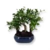 Bonsai Carmona Forest 12 Cm Pot