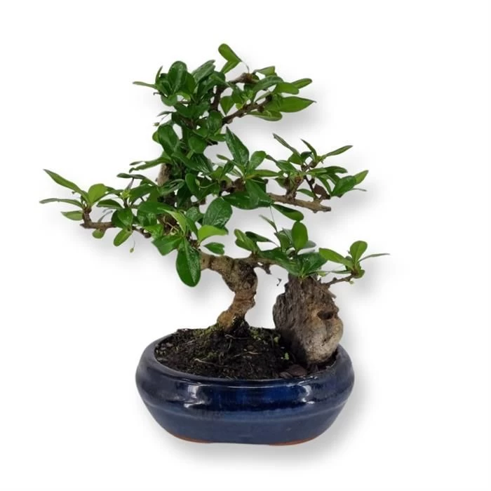 Bonsai Carmona S12 Cm Pot 1 Bonsai Carmona S12 Cm Pot