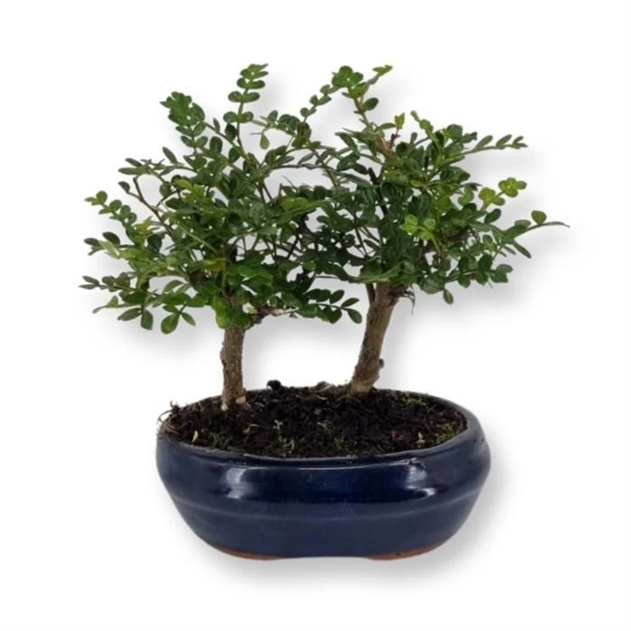 Bonsai Zanthoxylum Forest 12 Cm Pot 1 Bonsai Zanthoxylum Forest 12 Cm Pot