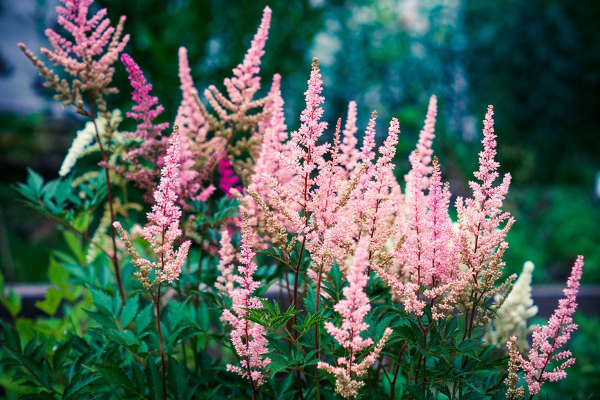 Plantes Vertes Soldes -Plantes Vertes Soldes Featured Image Plants for wet July